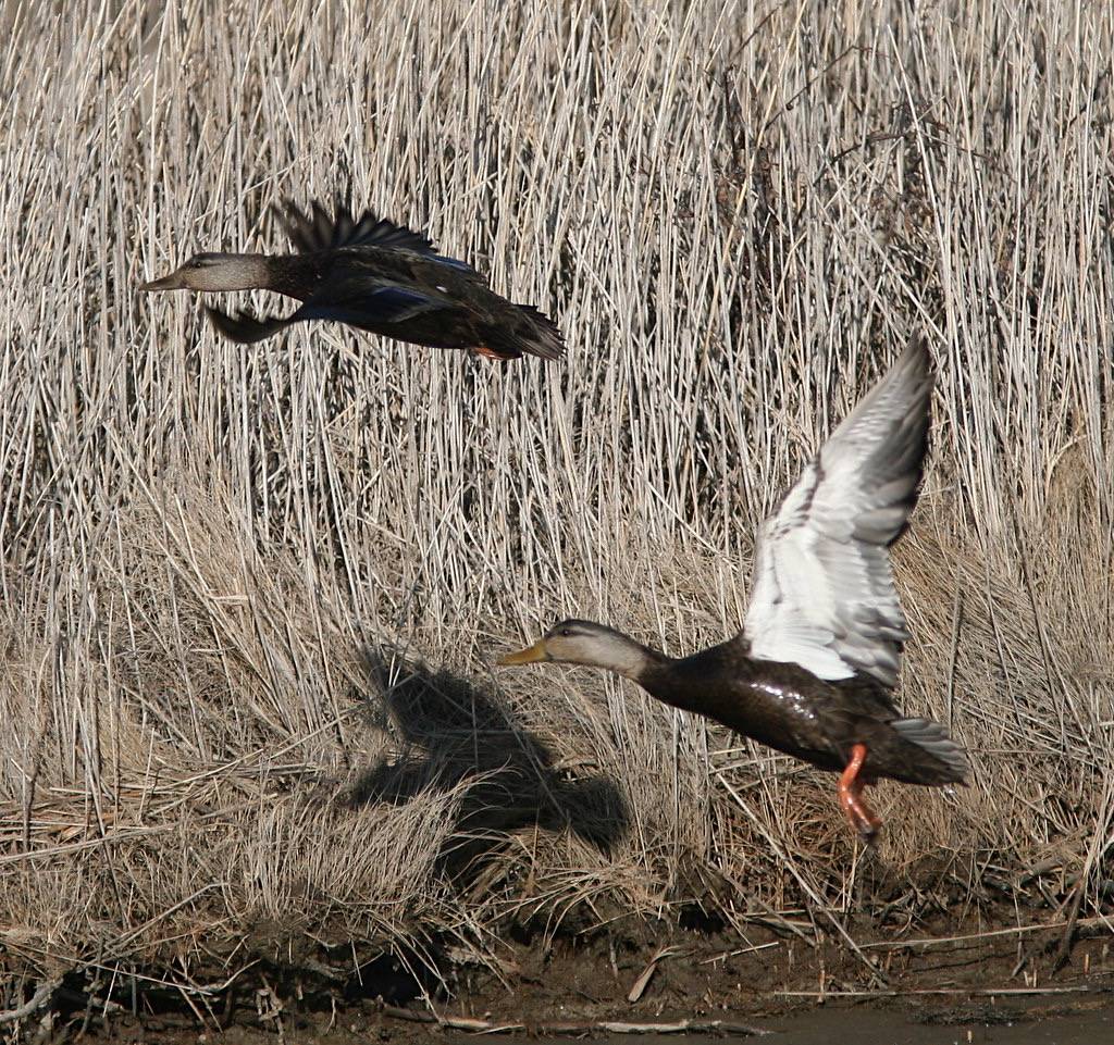 American black ducks by hmclin is licensed under CC BY-NC-ND 2.0